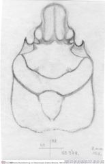 Historische Skizze/Zeichnung von Glaessneropsis heraldica (Moericke, 1897) (NHMW-AFW-GEO-BACHMAYER-FOTO-1990-0041-0278)